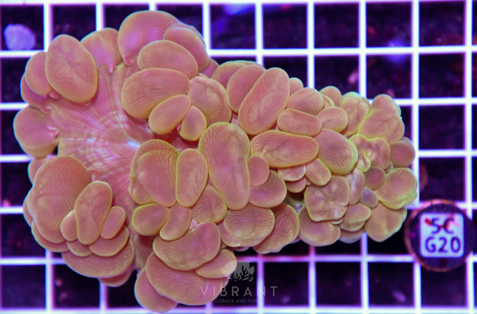 Bubble Coral AUS
