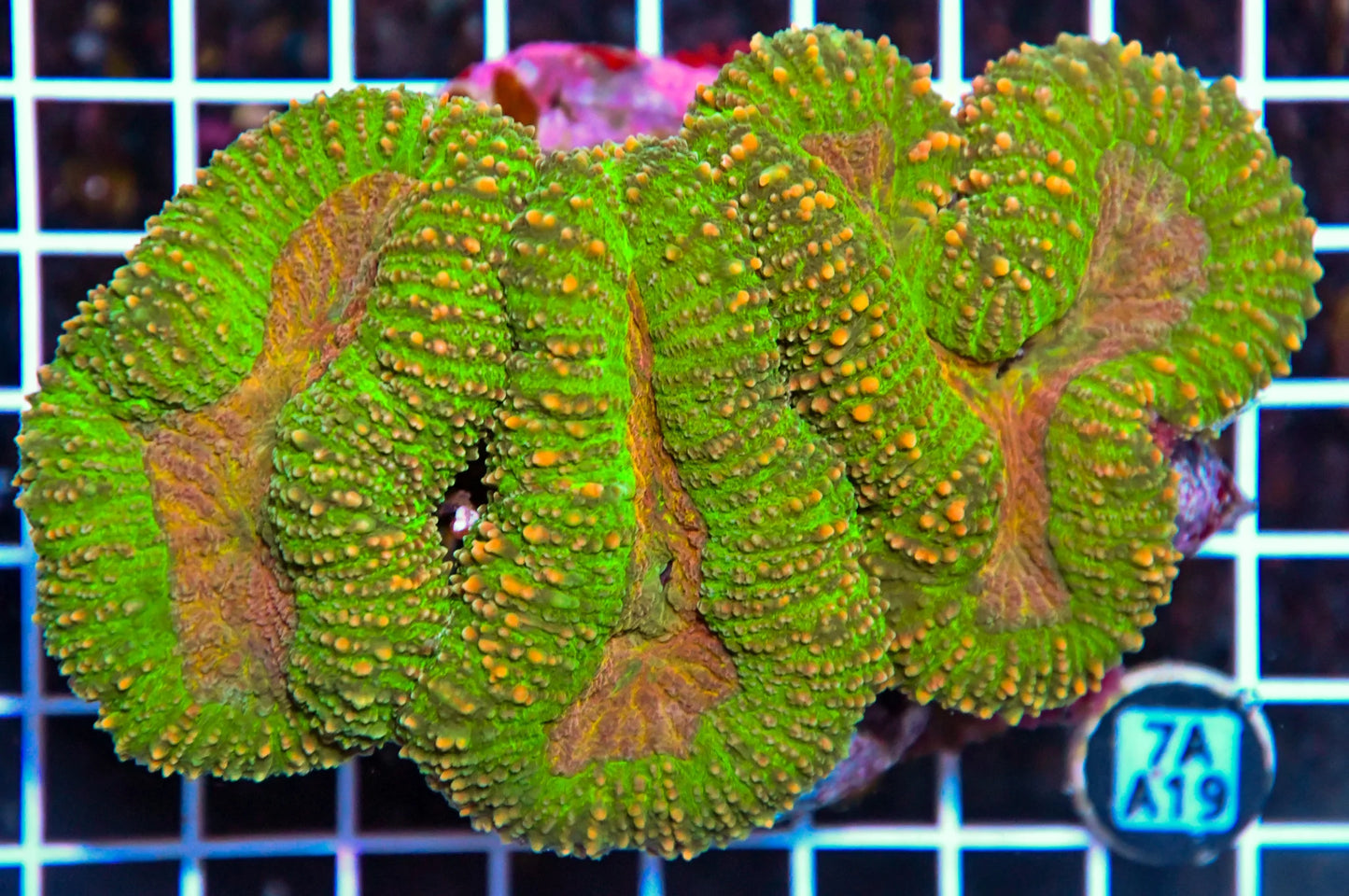 Symphyllia INDO