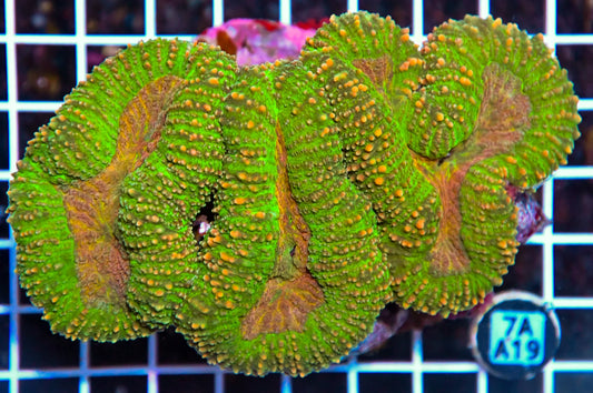 Symphyllia INDO