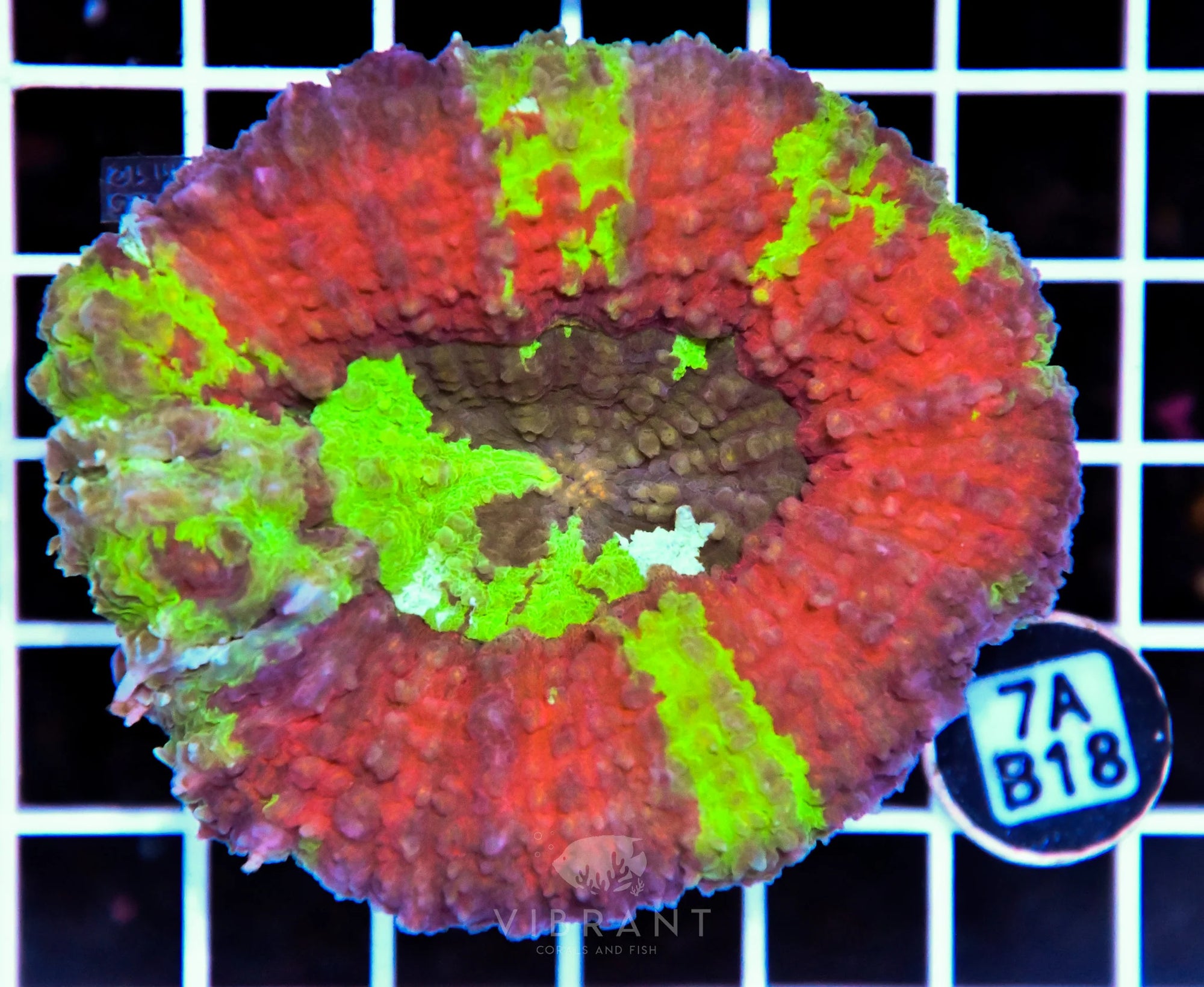 Symphyllia INDO