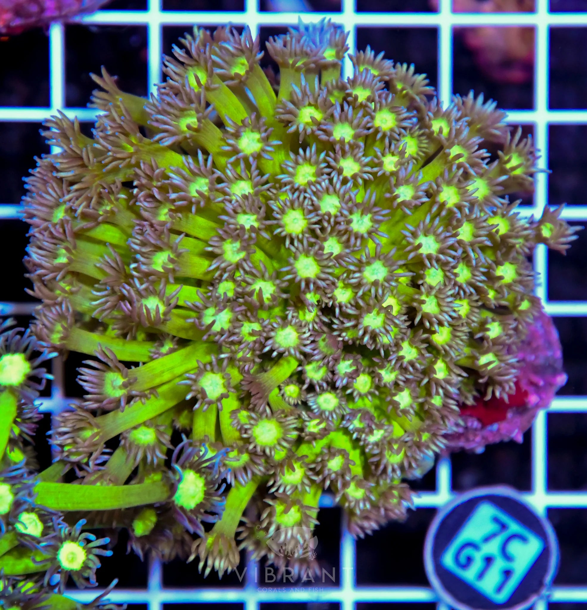 Goniopora INDO W