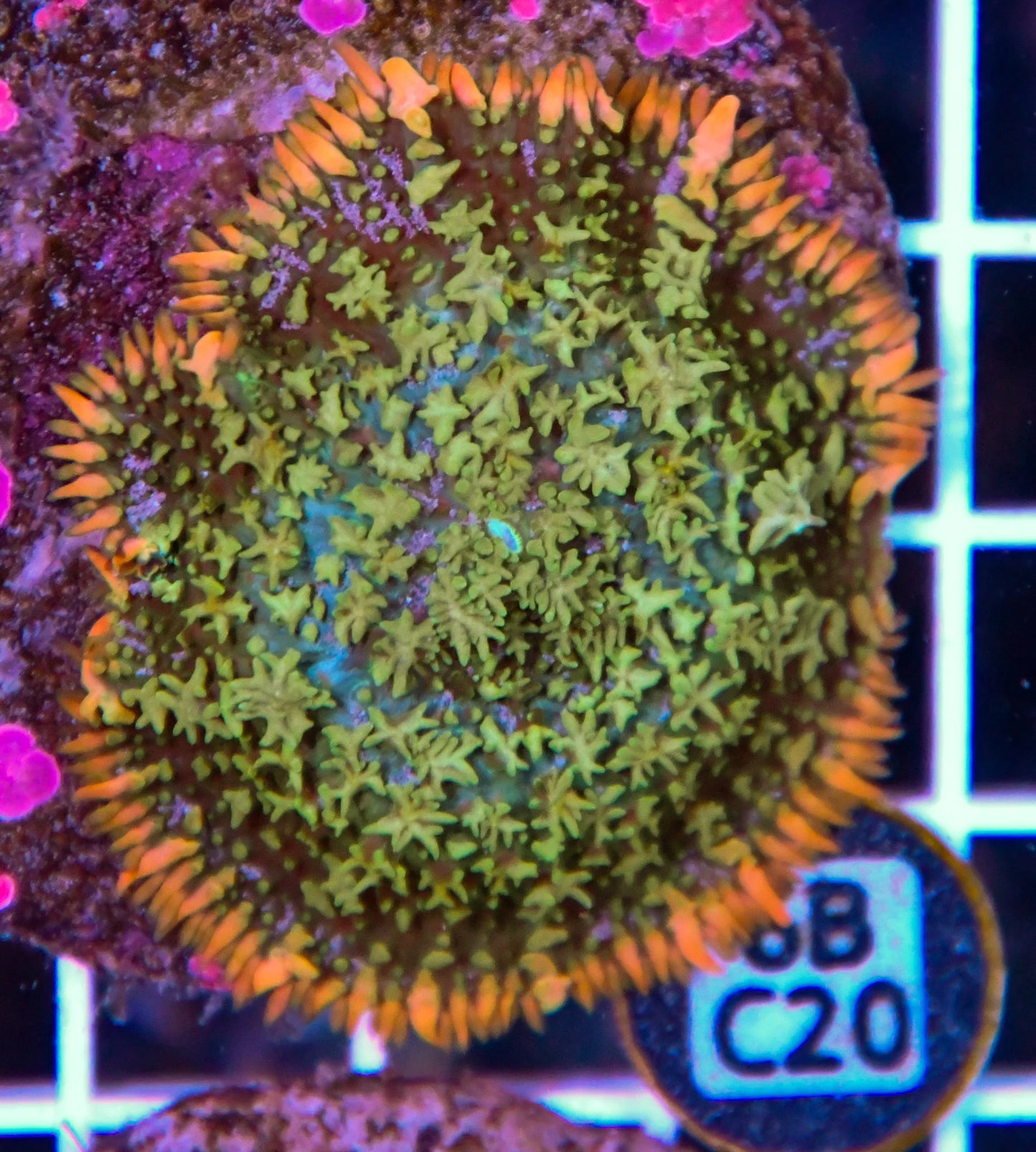 Mushroom INDO
