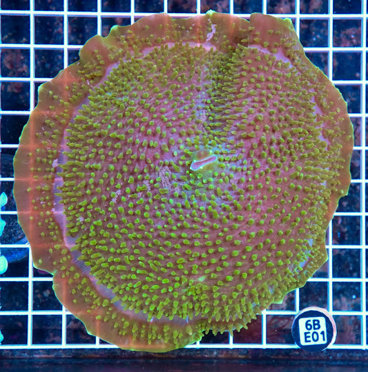 Mushroom INDO