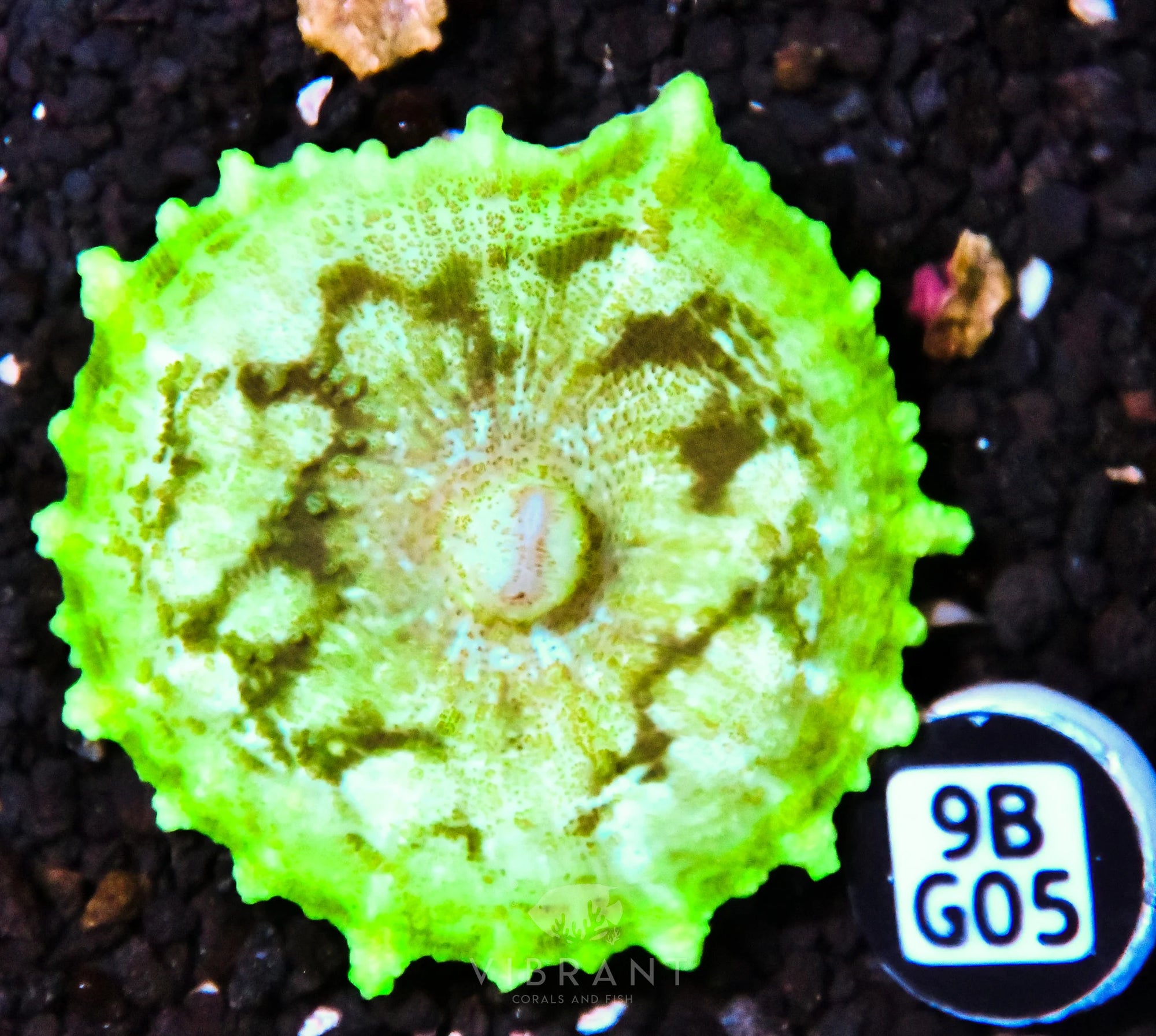 Neglectus Mushroom