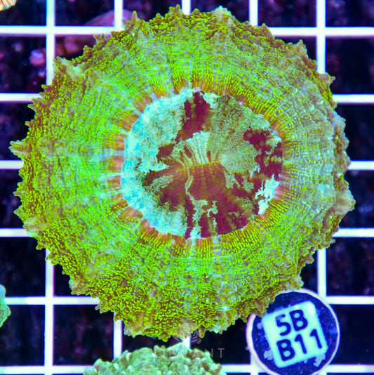 Acanthophyllia AUS