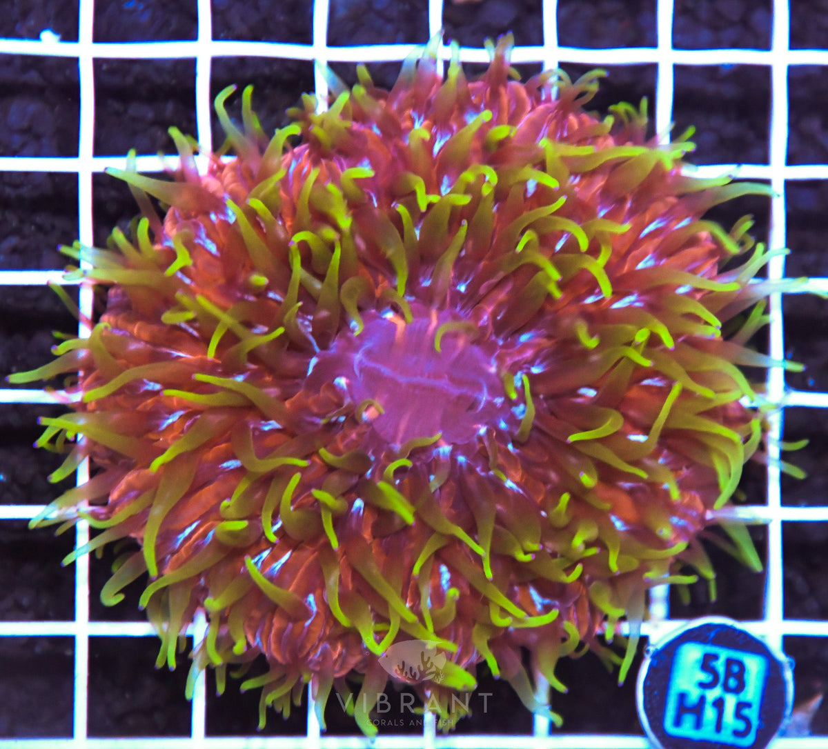 Fungia INDO