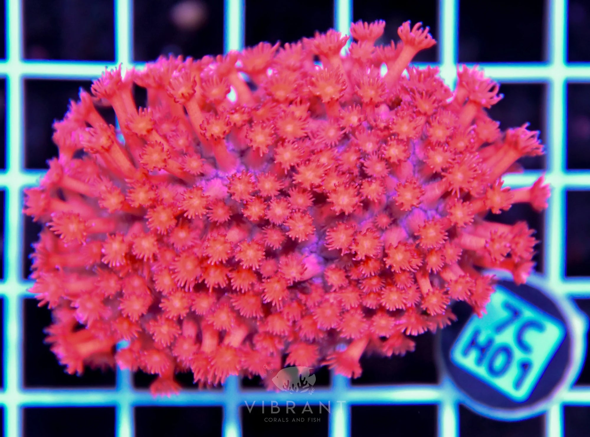 Goniopora INDO W