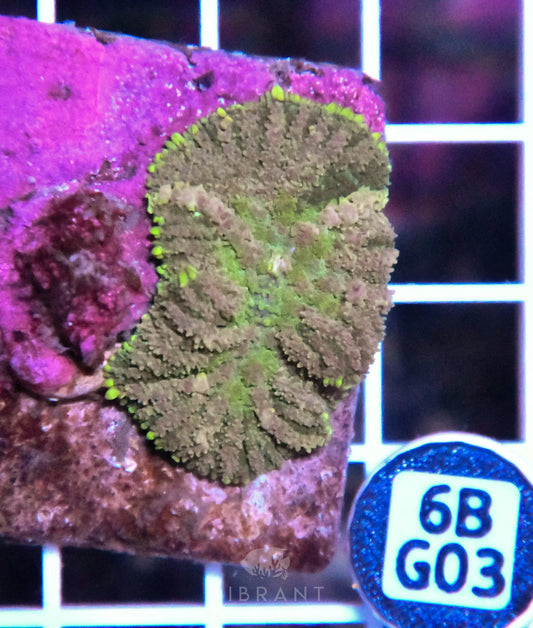 Mushroom INDO