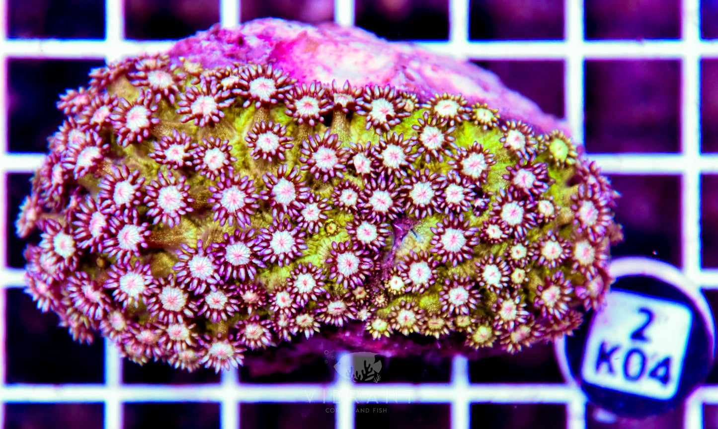 Goniopora INDO W Glitter