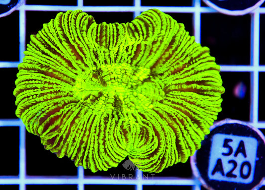 Trachy Neon AUS