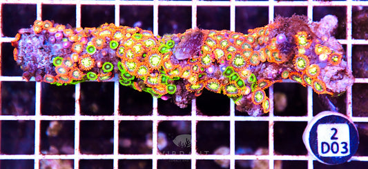 Zoa AUS
