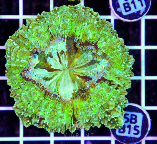 Acanthophyllia AUS