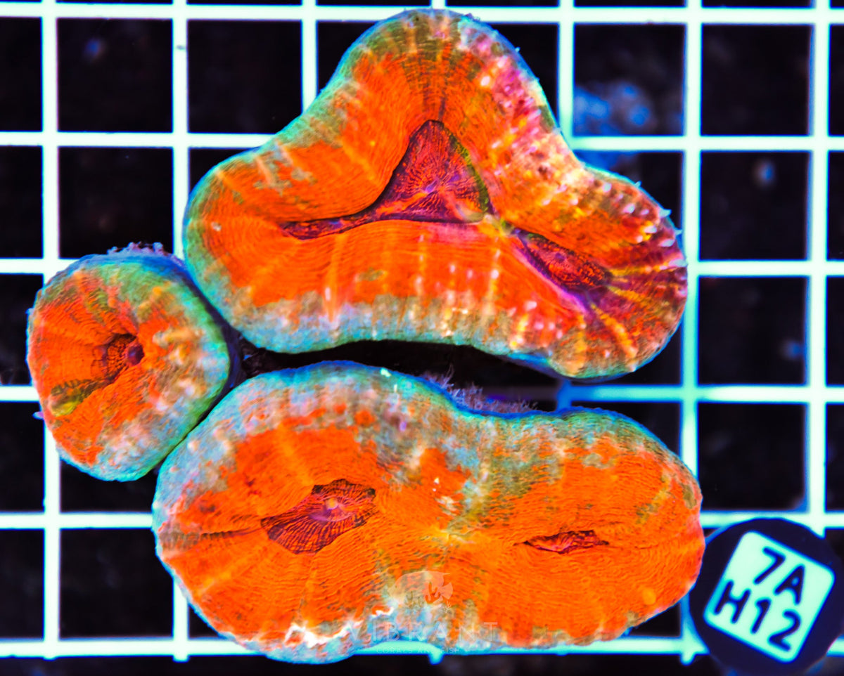 Lobophyllia AUS