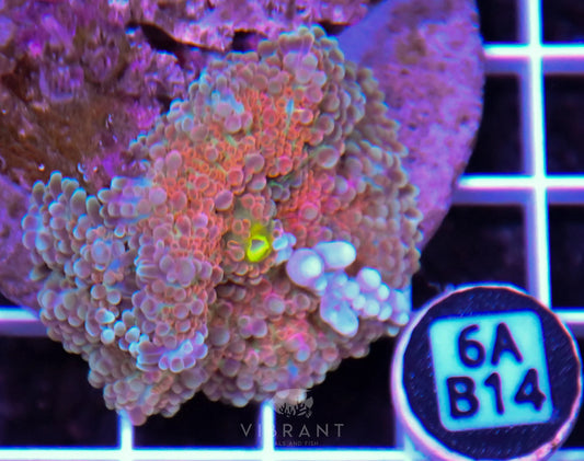 Mushroom INDO