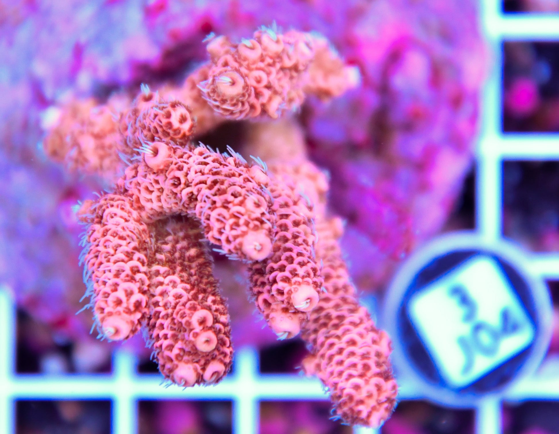 Acro INDO