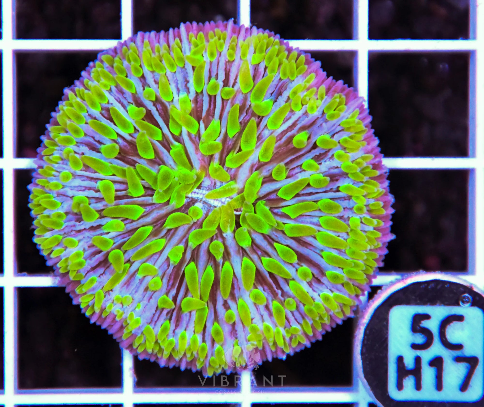 Fungia AUS