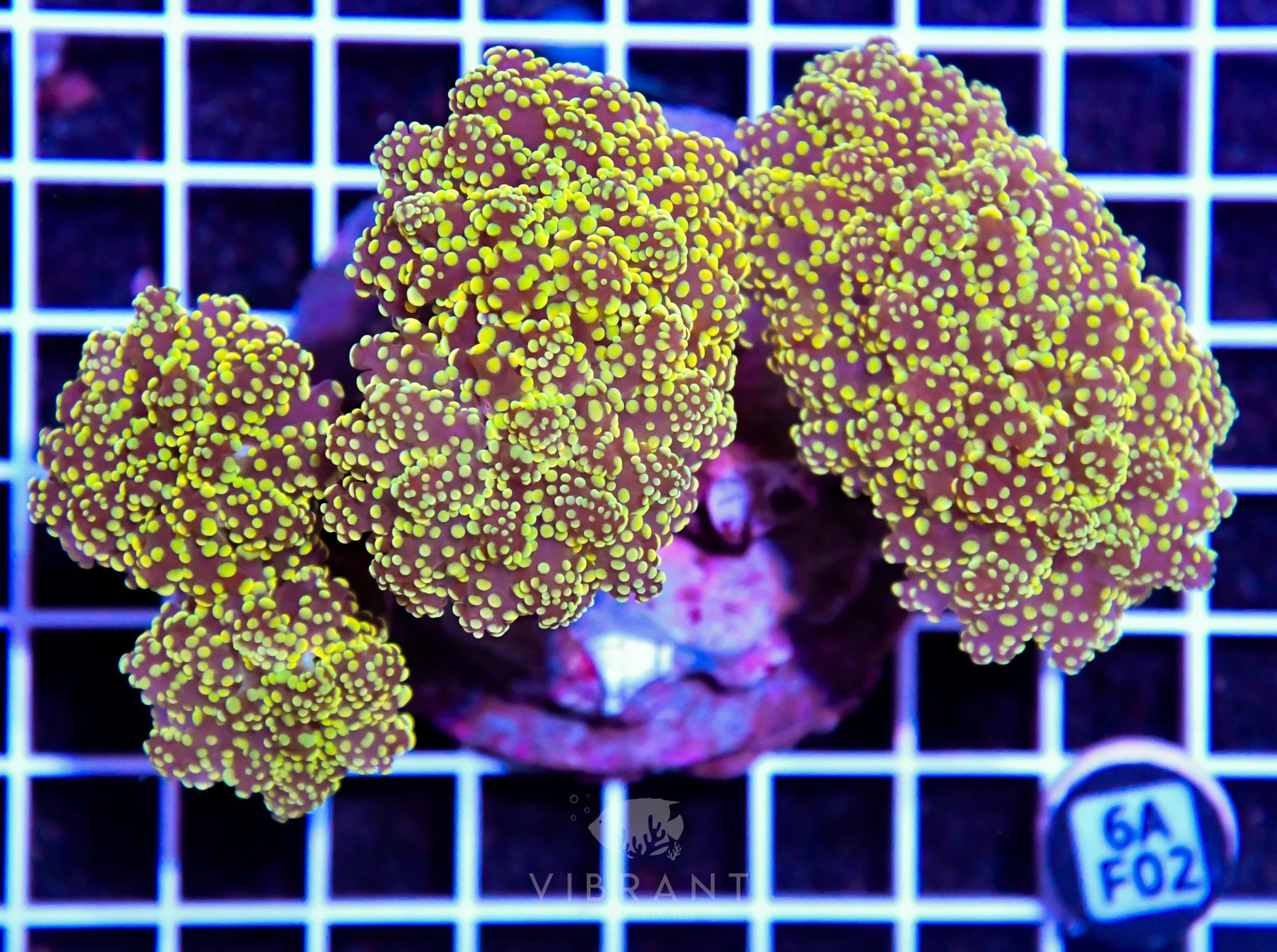 Octospawn INDO W