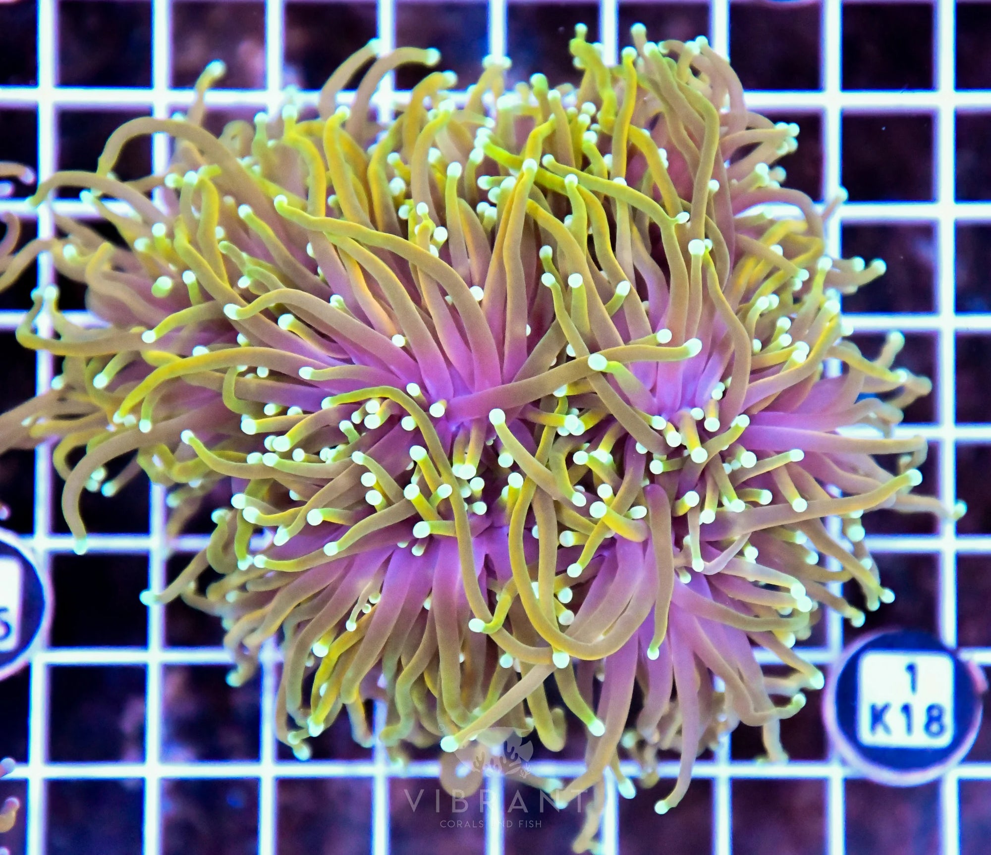 Torch INDO Colony
