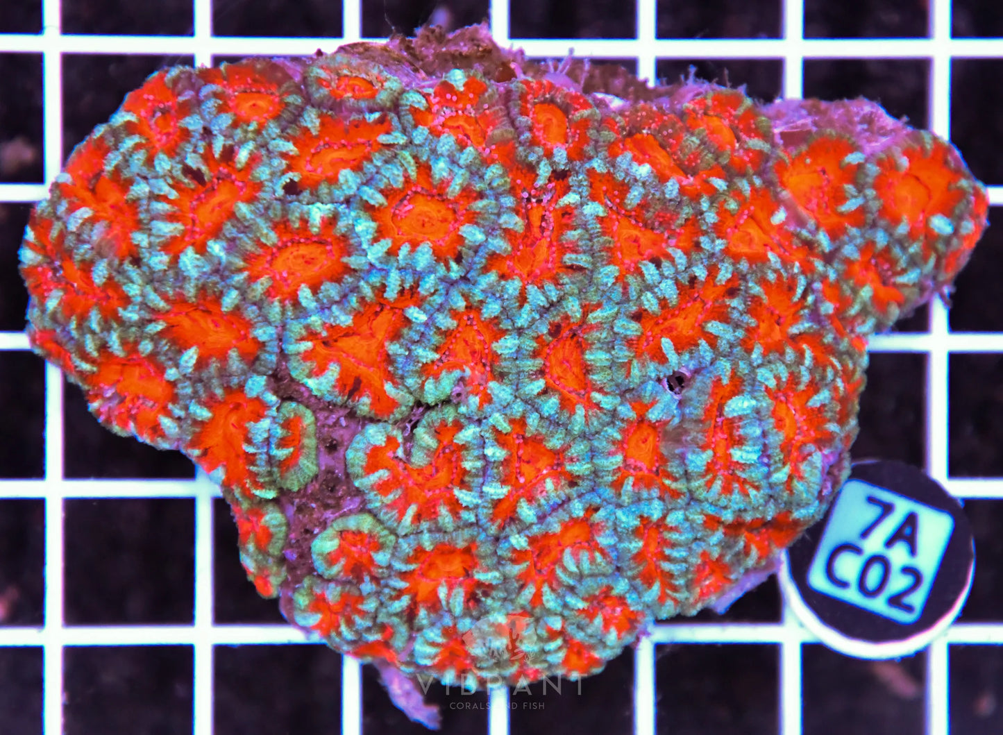 Acan Lord AUS