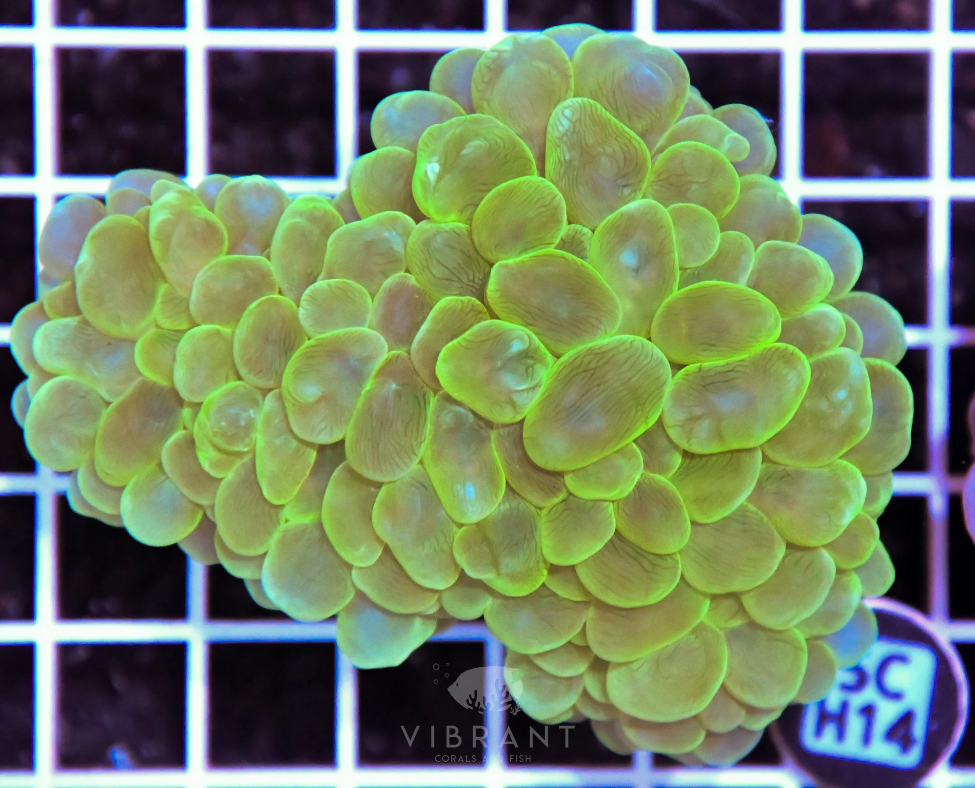 Bubble Coral AUS
