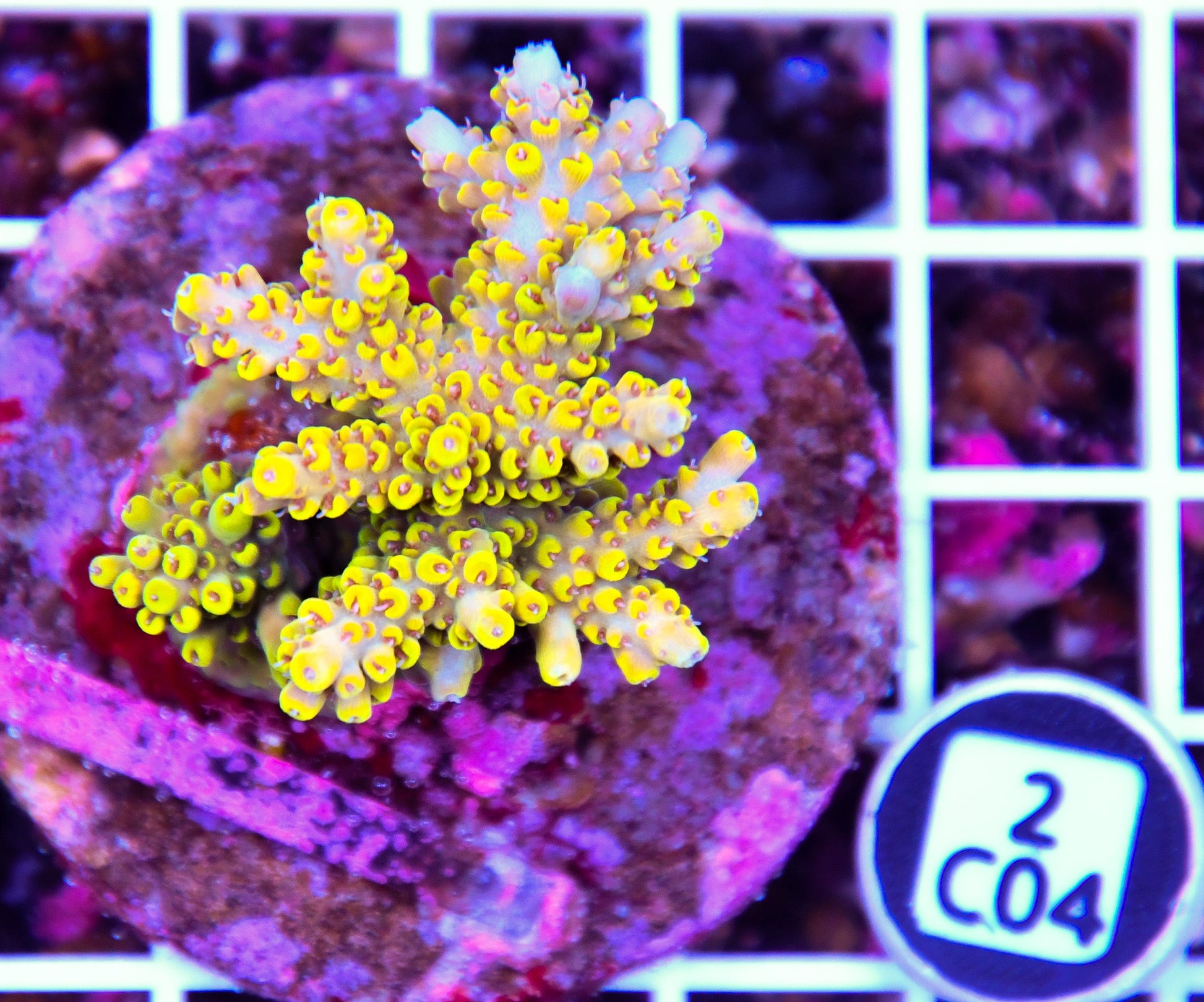 Acro INDO