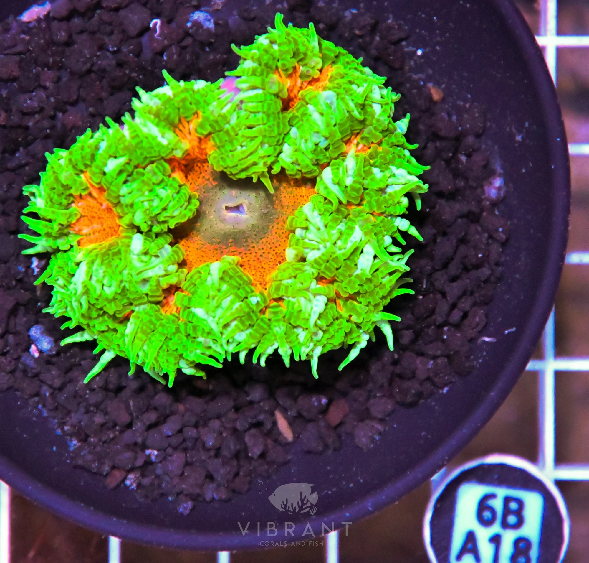 Rock Flower Anemone