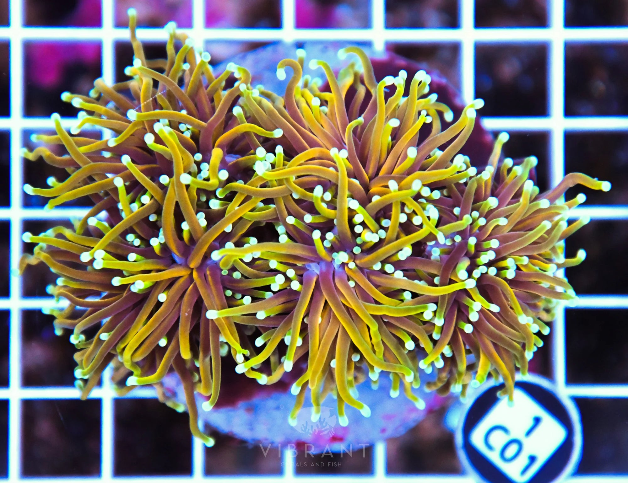 Torch INDO