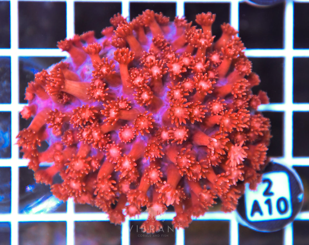 Goniopora INDO