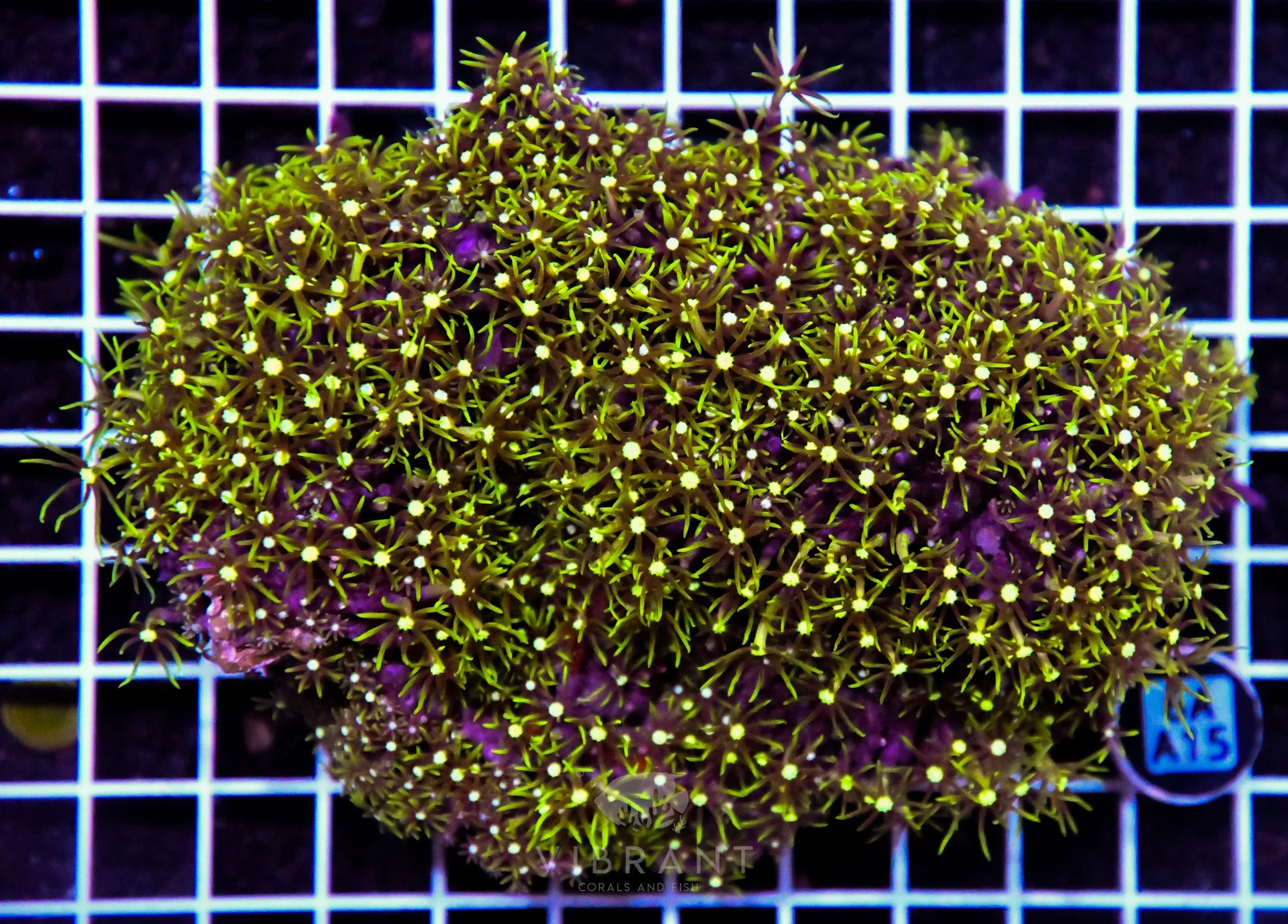 Star Polyp INDO W