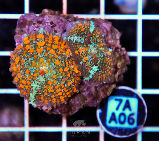 Mushroom INDO W