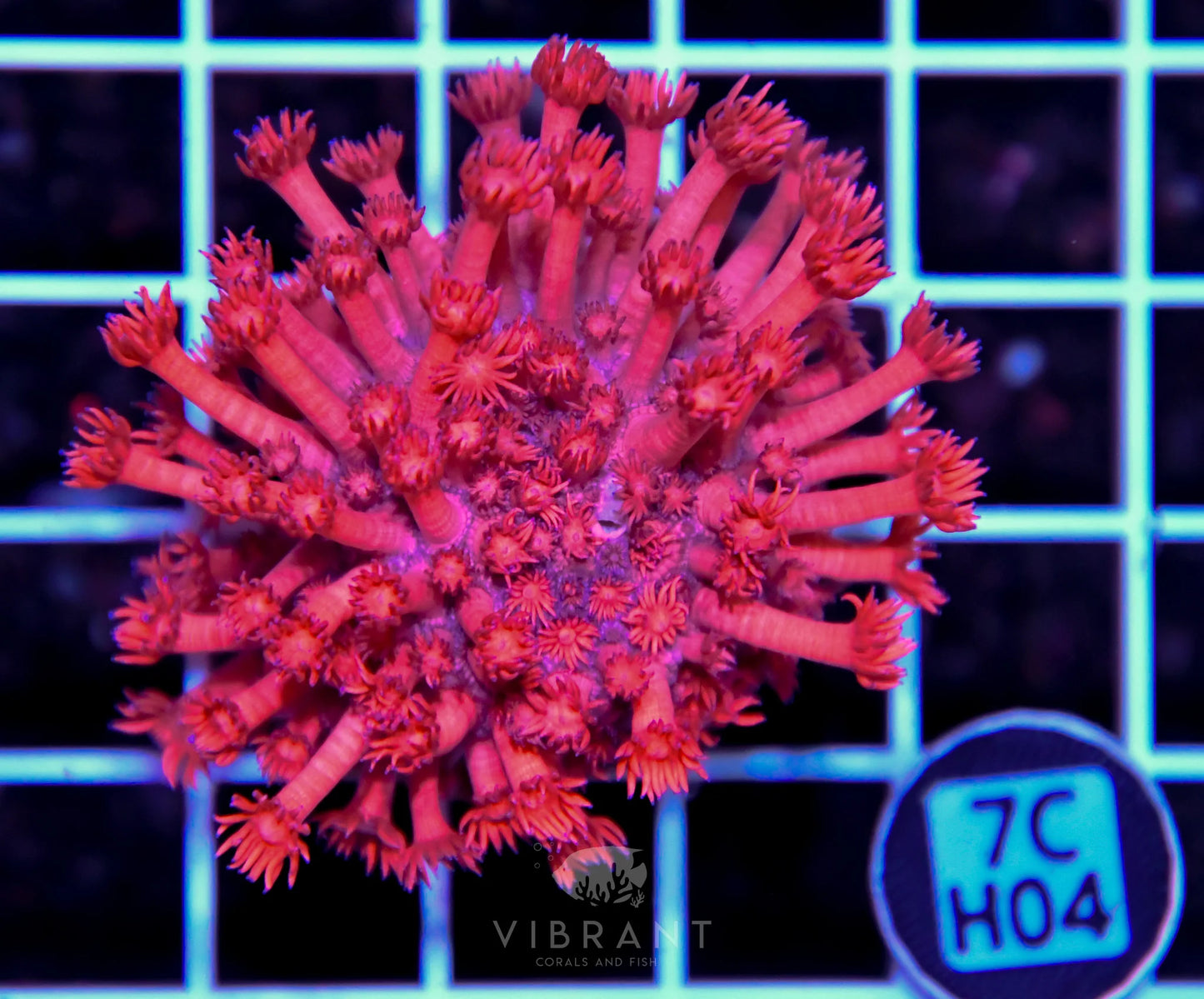Goniopora INDO W