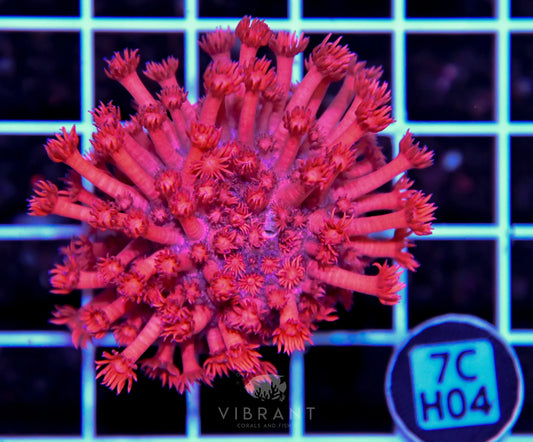 Goniopora INDO W