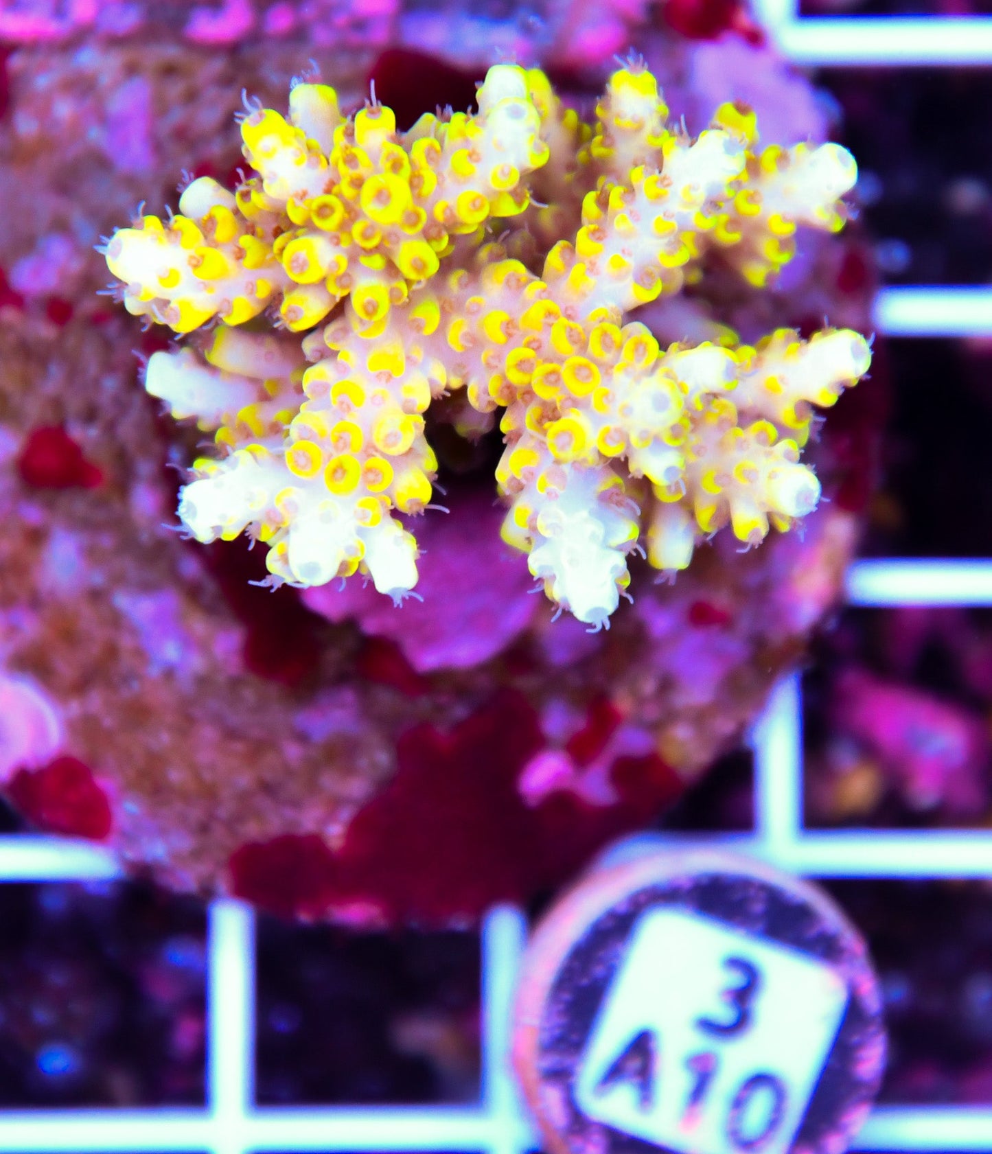 Acro INDO