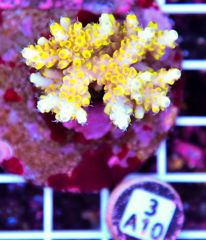 Acro INDO