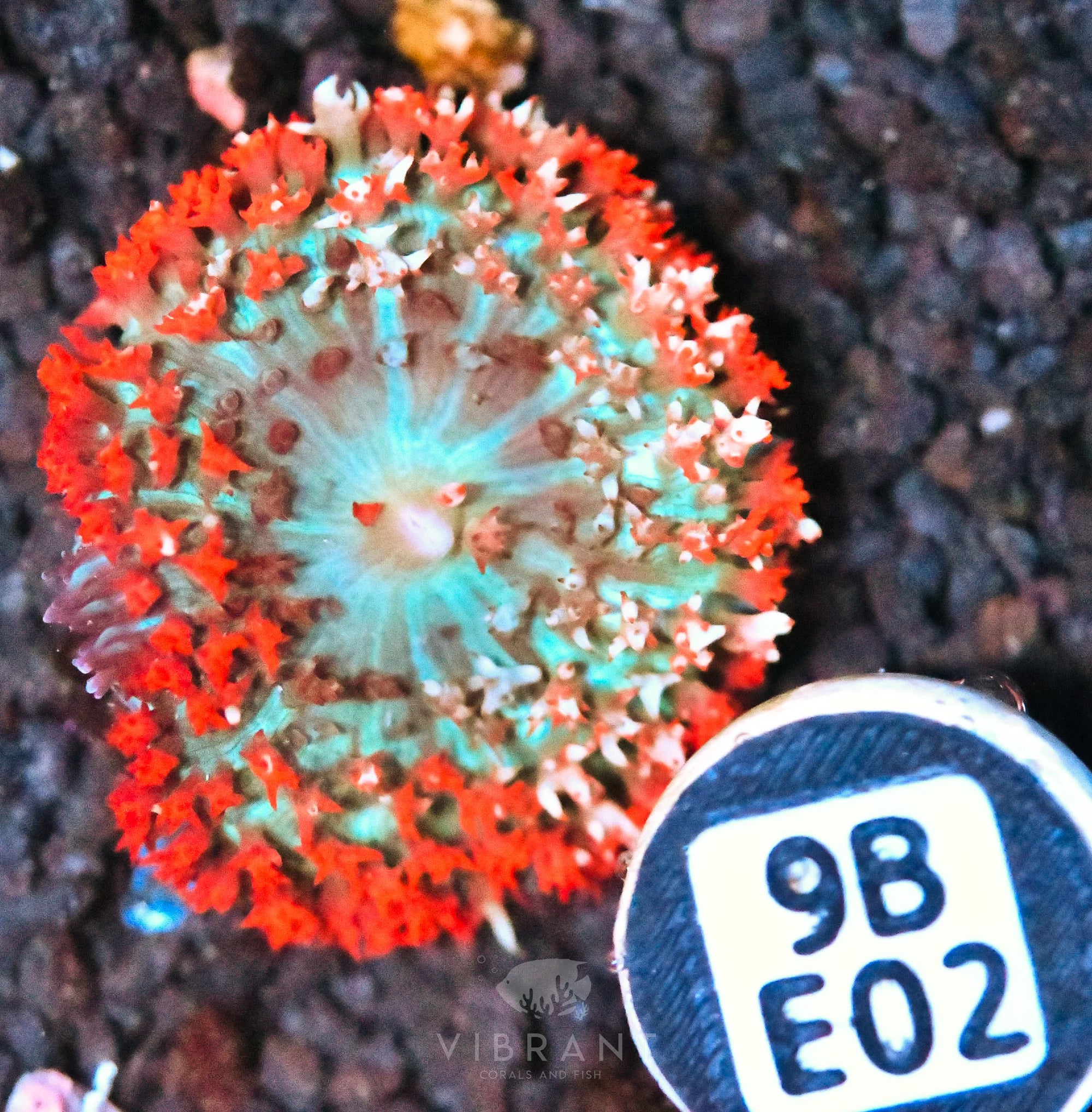 St Thomas Mushroom