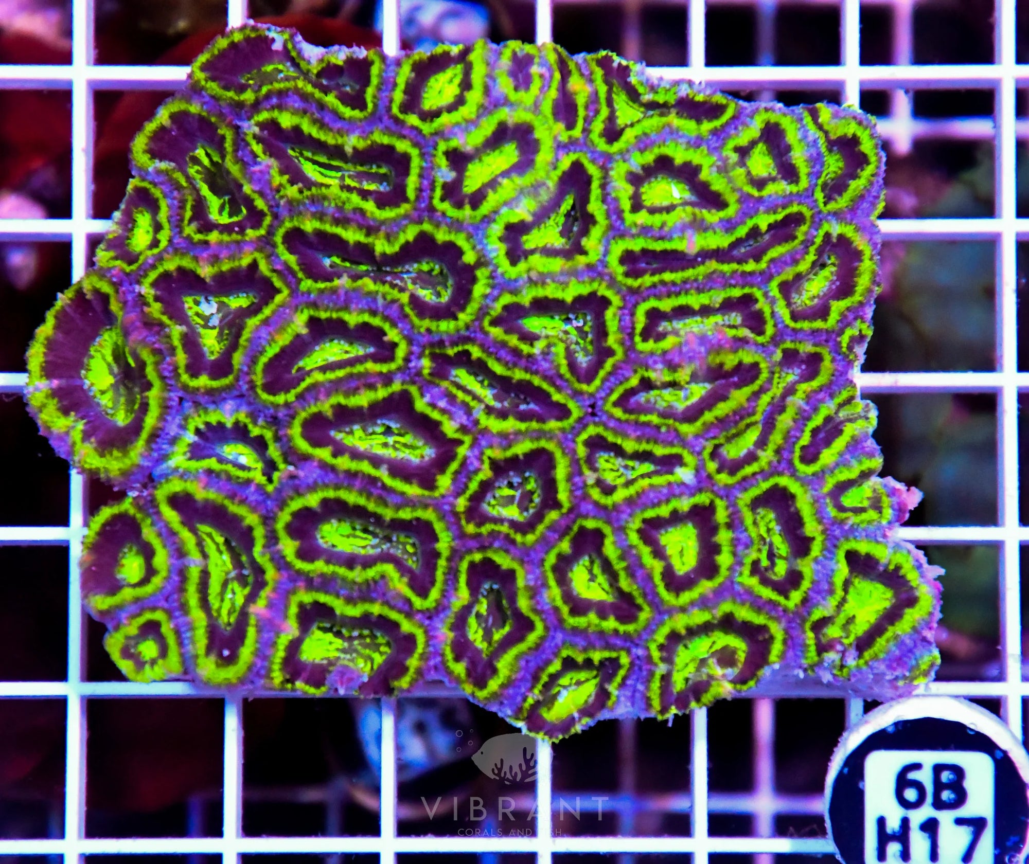 Acan Lord AUS
