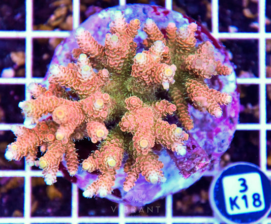 Acro INDO