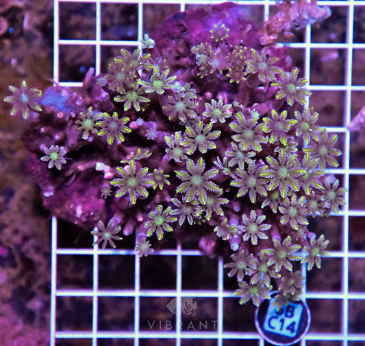Clove Polyp INDO W