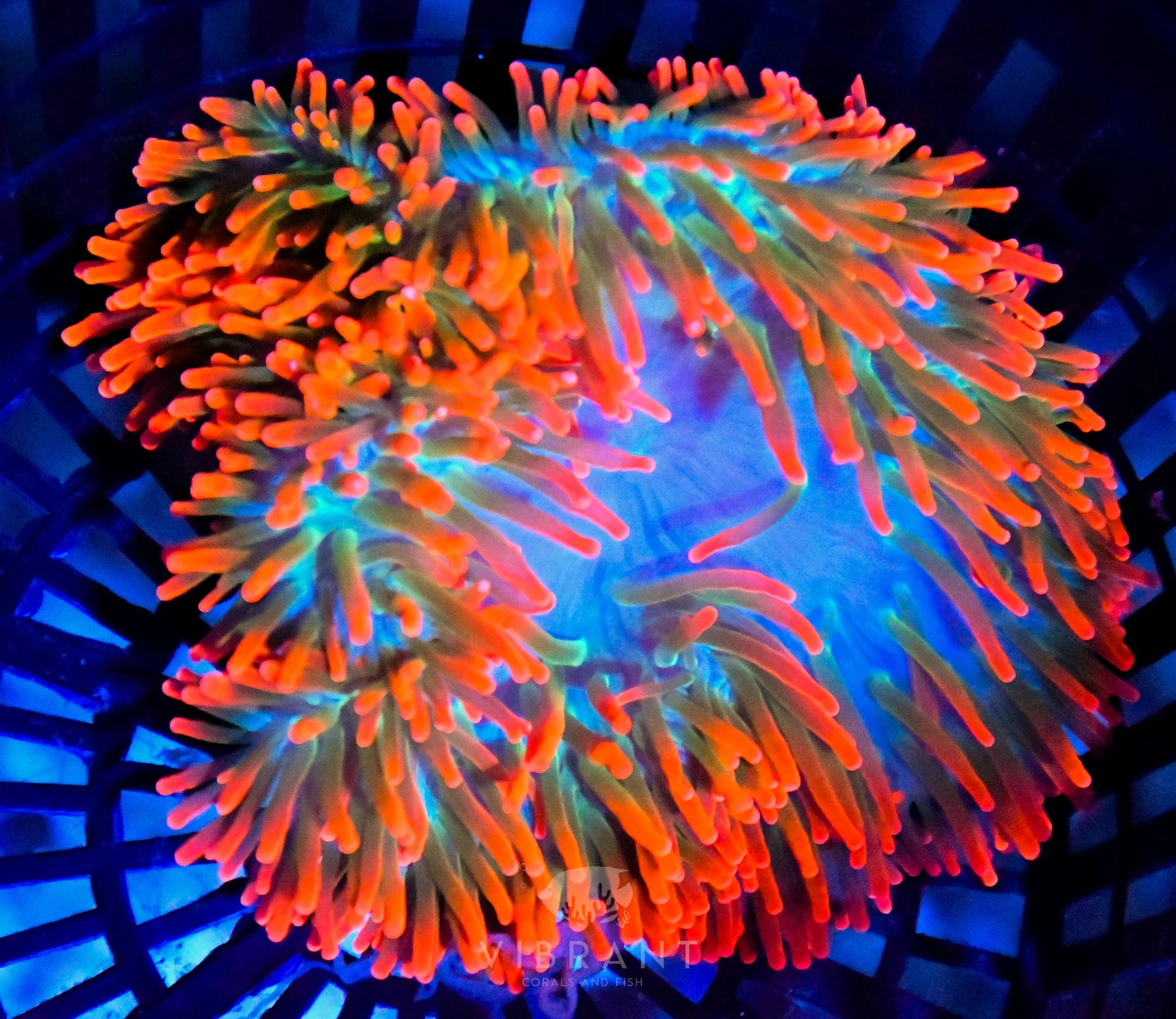 Anemone BTA XL