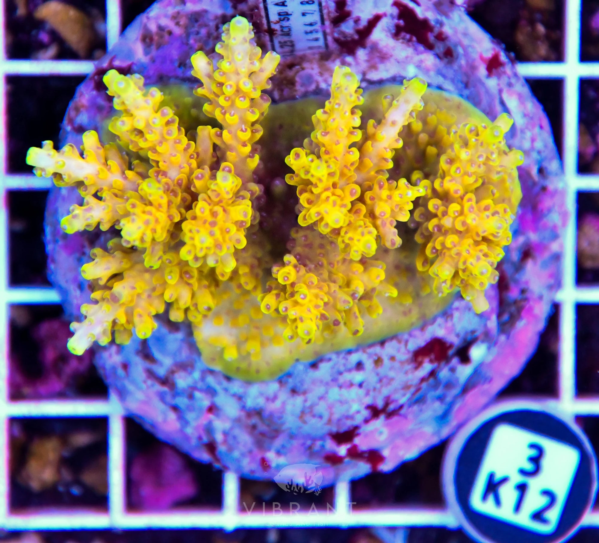 Acro INDO
