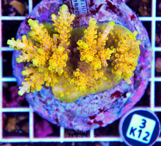 Acro INDO
