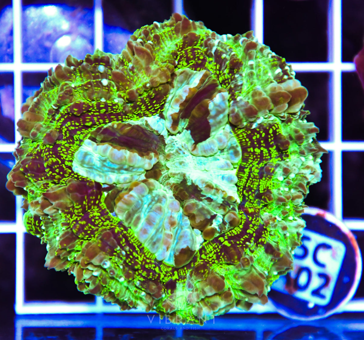 Acanthophyllia AUS