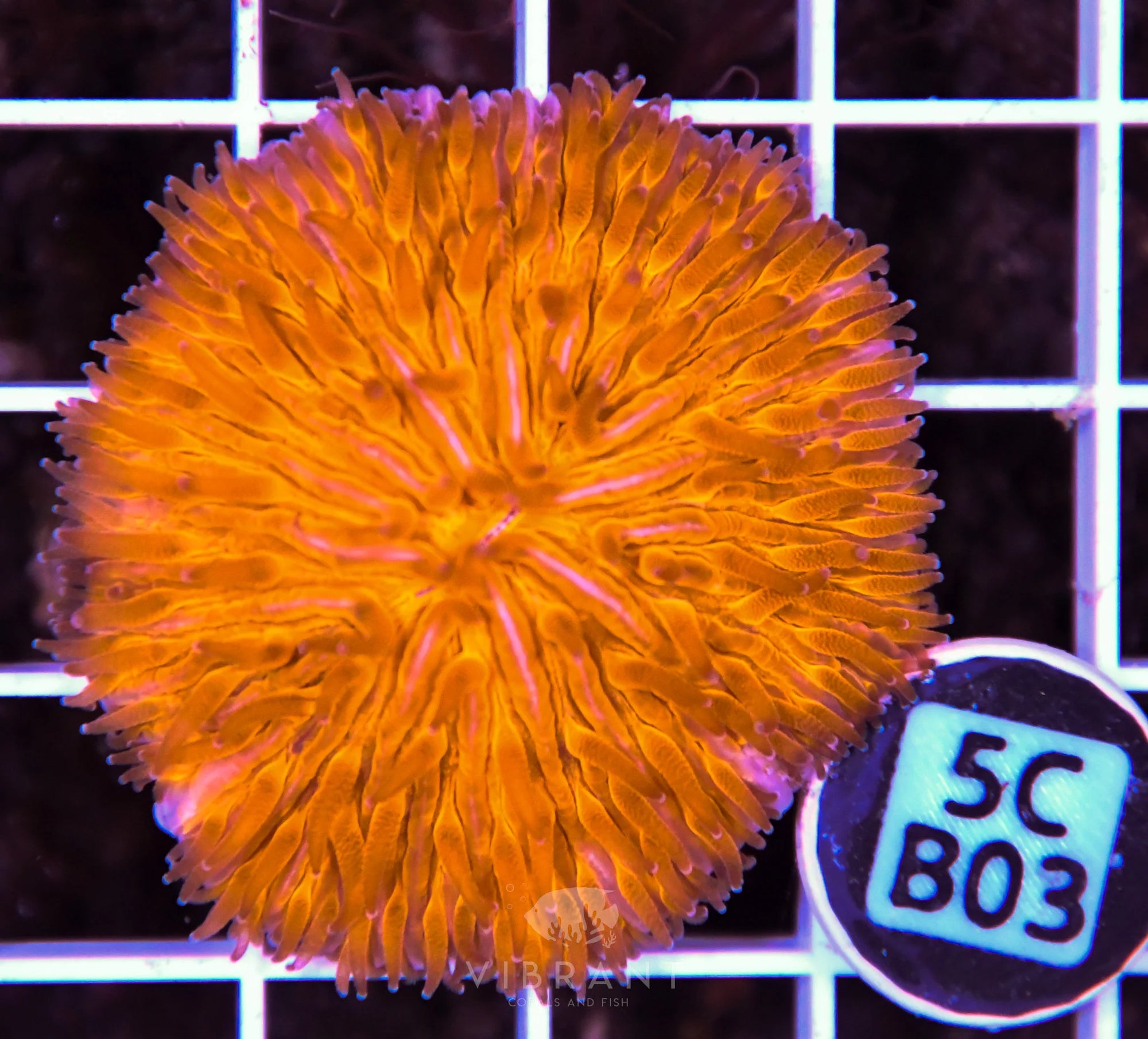 Fungia ORANGE AUS