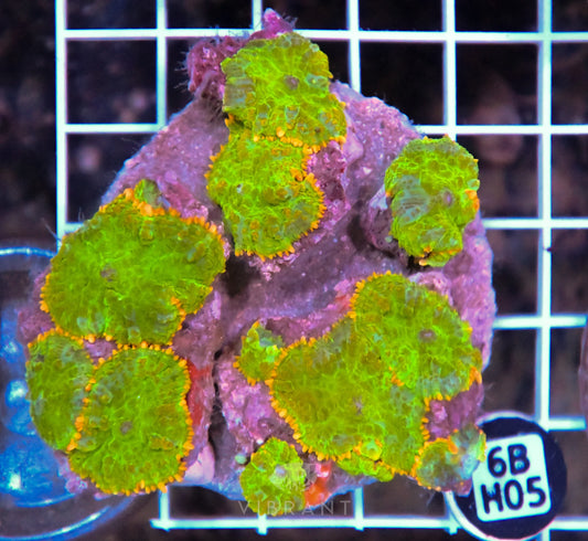Mushroom INDO