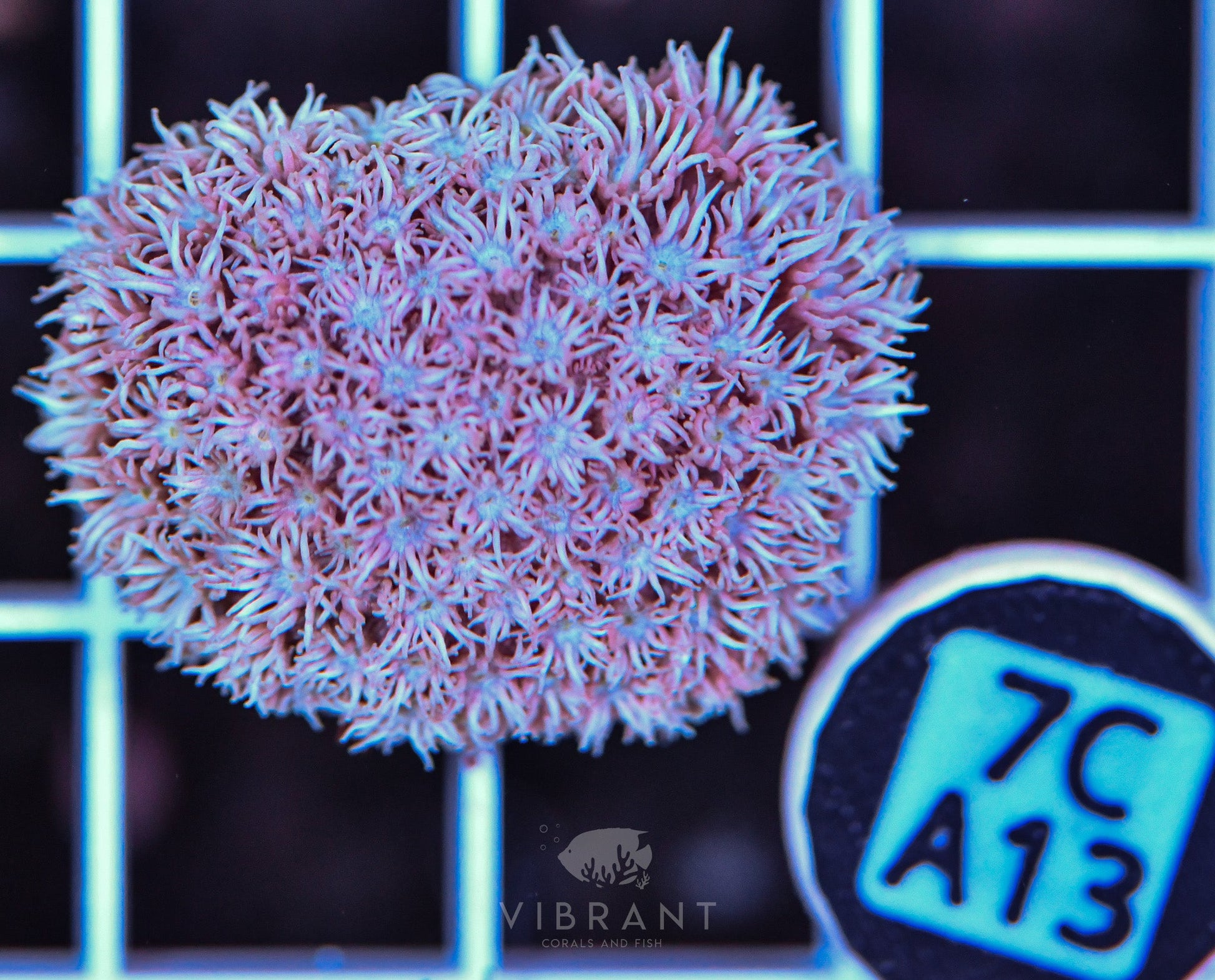 Frag Goniopora WAUS