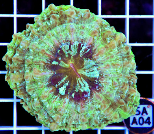 Acanthophyllia AUS