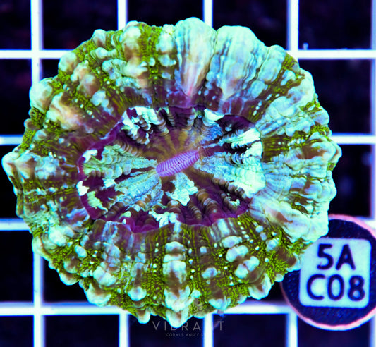Acanthophyllia AUS