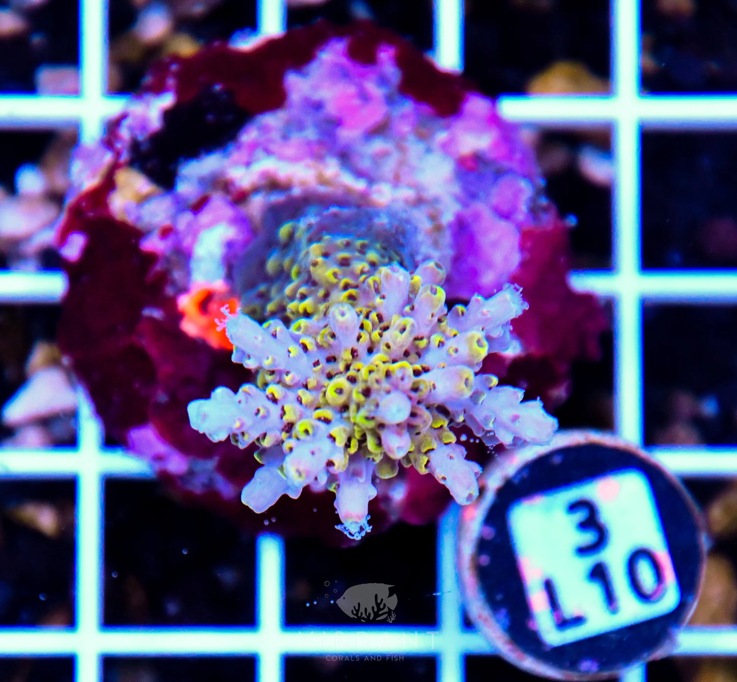 Acro Tiny INDO