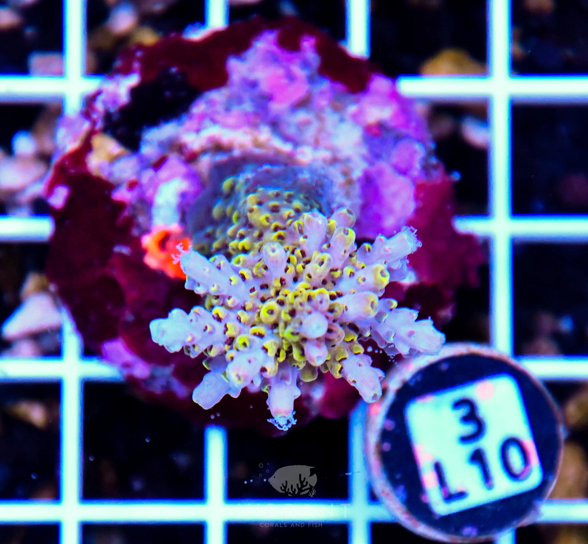 Acro Tiny INDO