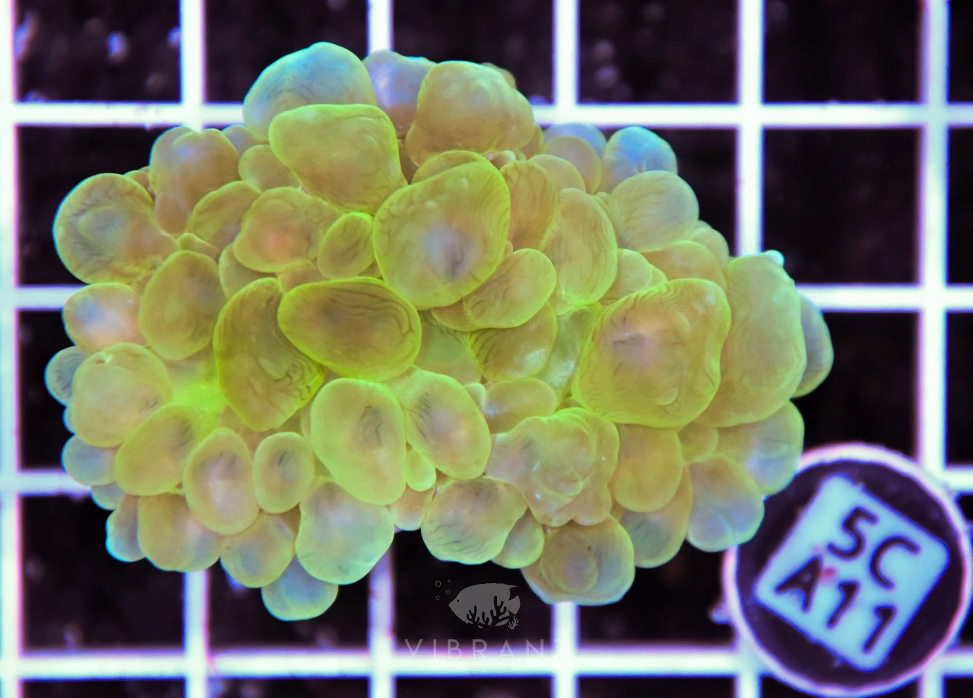 Bubble Coral AUS